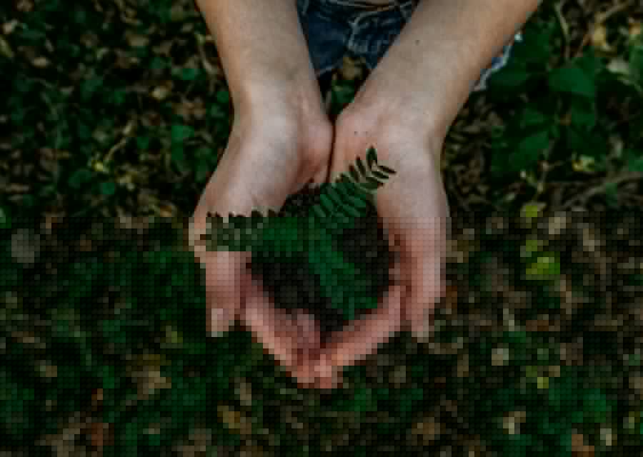 Hands holding a young plant